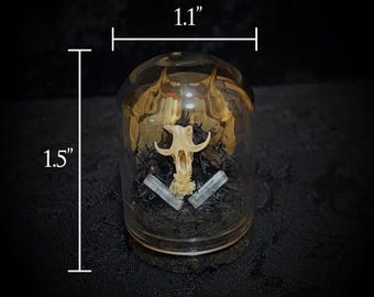 Miniature Rodent Skull and Butterfly Wing Cloche