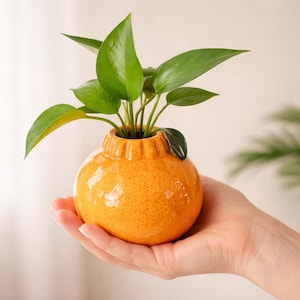May include: A small, orange ceramic planter shaped like a citrus fruit, holding a vibrant green plant with several large leaves. The planter has a textured surface and is held in a hand.