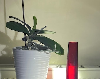 Vase vintage Whitefriars rouge rubis cheminée modèle 9558 Geoffrey Baxter des années 1960, 20 cm Art en verre, décoration moderniste du milieu du siècle, étagère de luxe