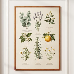 May include: A framed botanical print showcasing illustrations of herbs and flowers such as eucalyptus, lavender, orange blossom, neroli, lemon, feverfew, rosemary, and chamomile. The frame is made of brown wood.