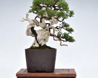 Dramatic Juniper Bonsai with Sculpted Deadwood