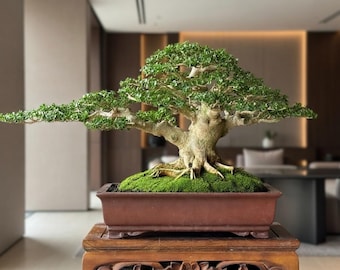 Bonsái majestuoso – Copa densa y frondosa