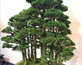 Majestic Bonsai – Full Dense Canopy