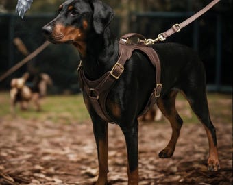 May include: A black and tan Doberman dog wearing a dark brown leather dog harness with brass-coloured metal buckles and a matching leather lead attached to the top handle. The harness features adjustable straps and a sturdy design for control.