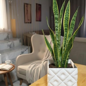 Puede incluir: Una planta de serpiente con hojas verdes y amarillas a rayas en una maceta blanca, cuadrada y acolchada. La planta está sobre una mesa de madera clara. El fondo incluye un sillón de tonos neutros y una mesita auxiliar.