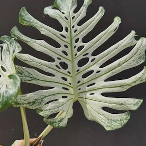 May include: Close-up of a variegated Monstera leaf, showcasing a striking pattern of white and green. The leaf has large, irregular holes and a textured surface. The veins are a darker green, creating a beautiful contrast against the lighter background.