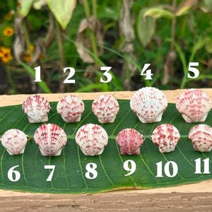 Mermaid Shell Rings