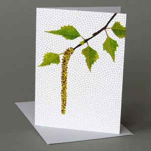 Birch Catkin: A nature inspired blank notecard, spring, vermont