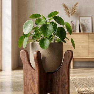May include: A Pilea peperomioides plant with round green leaves sits in a light gray, textured cylindrical pot. The pot is supported by a dark brown, four-legged wooden stand with curved, organic shapes and a smooth, polished finish.