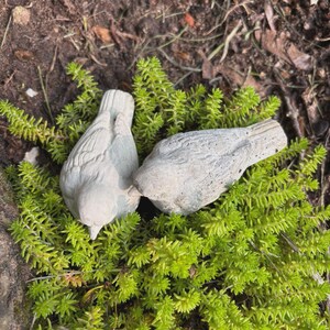 May include: Two gray concrete bird figurines rest on a bed of bright green ground cover. The birds are detailed with textured feathers and are positioned close together, suggesting interaction. The scene is set outdoors, with a natural, earthy backdrop.