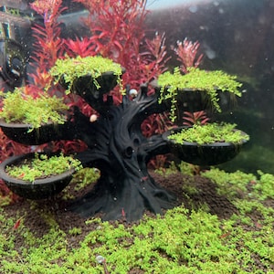 ficus ginseng bonsai potatura Ficus microcarpa 'Ginseng'