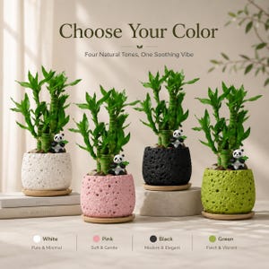 May include: Four potted lucky bamboo plants in white, pink, black, and green textured pots. Each pot has a small panda figurine. The image includes the text "Choose Your Color" and "Four Natural Tones, One Soothing Vibe."