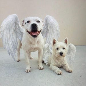 Puede incluir: Dos perros blancos con grandes alas de ángel emplumadas. Un perro está de pie y sonriendo, el otro está acostado. Los perros están sobre un fondo neutro, creando una escena caprichosa y entrañable.