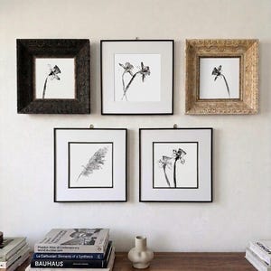 Delicate Stem | Hand-Pulled Botanical Ink Print | Limited Edition Daffodil Wall Art (8x8") Minimalist Print