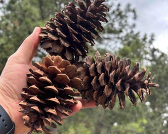 Montana Ponderosa Pine Cones, 5-6 Inch, Craft Decorations (6 Cones)
