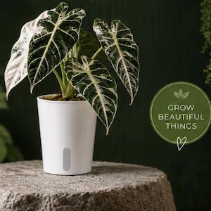 Op de afbeelding: Een Alocasia-plant in een witte pot met opvallende donkergroene en wit gevarieerde bladeren. De pot staat op een stenen oppervlak. De afbeelding bevat een groene cirkel met de tekst "GROW BEAUTIFUL THINGS".