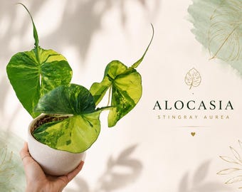 Alocasia Stingray Aurea Tissue Culture - Rare