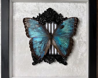 Blue Morpho Butterfly Frame – Crushed Velvet And Striped Background Gothic Oddities Decor