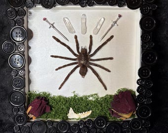 Woodland Fairy Tarantula Frame: Buttons, Crystals, Roses, Jawbone, Gothic Oddities