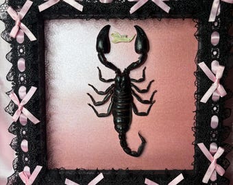 Heterometrus Scorpion Frame - Pink Pearlescent Background, Black Lace Boarder, Rat Bone Jaw