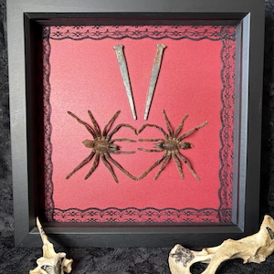 May include: A black square shadow box frame containing two brown tarantulas arranged to form a heart shape on a red background with black lace trim. Two metal nails are positioned above the spiders. Two bleached animal bones sit below.