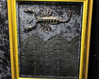 Heterometrus Laoticus Scorpion Frame - Dark Blue Velvet Background With Black Cross Lace Trimming Gothic Oddities