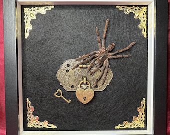Yellow Knee Tarantula Frame, Black Background - Gold Heart Padlock And Gold Corner Embellishments