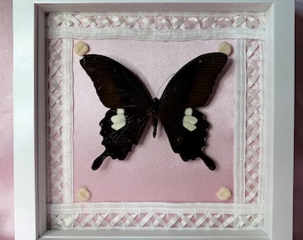 Framed Yellow Helen Swallowtail Butterfly with Pink Satin, Lace, Fake Teeth – Oddities Creepy Girly
