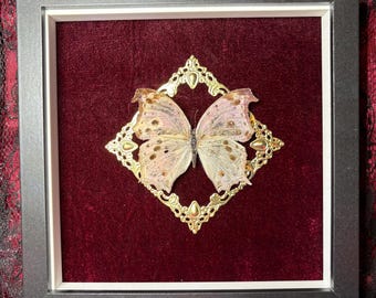 Taxidermy Mother Of Pearl Butterfly Frame - Red Velvet Background Surrounded With Gold Embellishments Gothic Oddities