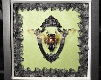 Taxidermy Cicada Frame - Enclosed In Mini Frame, Green Backgroud, Bordered With Black Bow Lace Gothic Oddities