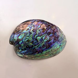 May include: Abalone shell with iridescent colors of blue, green, purple, and gold. The shell has a textured surface with a natural, organic pattern. The shell is a decorative item.