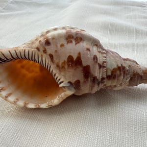May include: A large, spiraled seashell featuring a cream-colored exterior with irregular brown mottled spots. The wide, open aperture reveals a smooth, pale orange interior, while the outer lip displays a series of distinct, dark brown ridges.