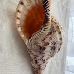 May include: A large triton seashell featuring a spiral shape with a wide, open aperture. The exterior surface displays a pattern of brown and cream-colored markings, while the inner lip shows distinct dark brown stripes and a smooth texture.