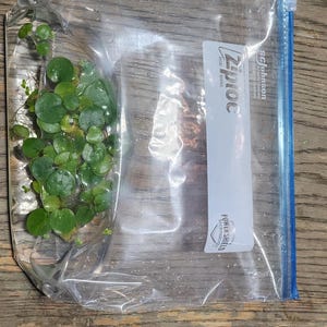 May include: A clear Ziploc bag containing aquatic plants with small, round, green leaves. The bag is sealed with a blue zip and rests on a wooden surface. The Ziploc logo is visible.