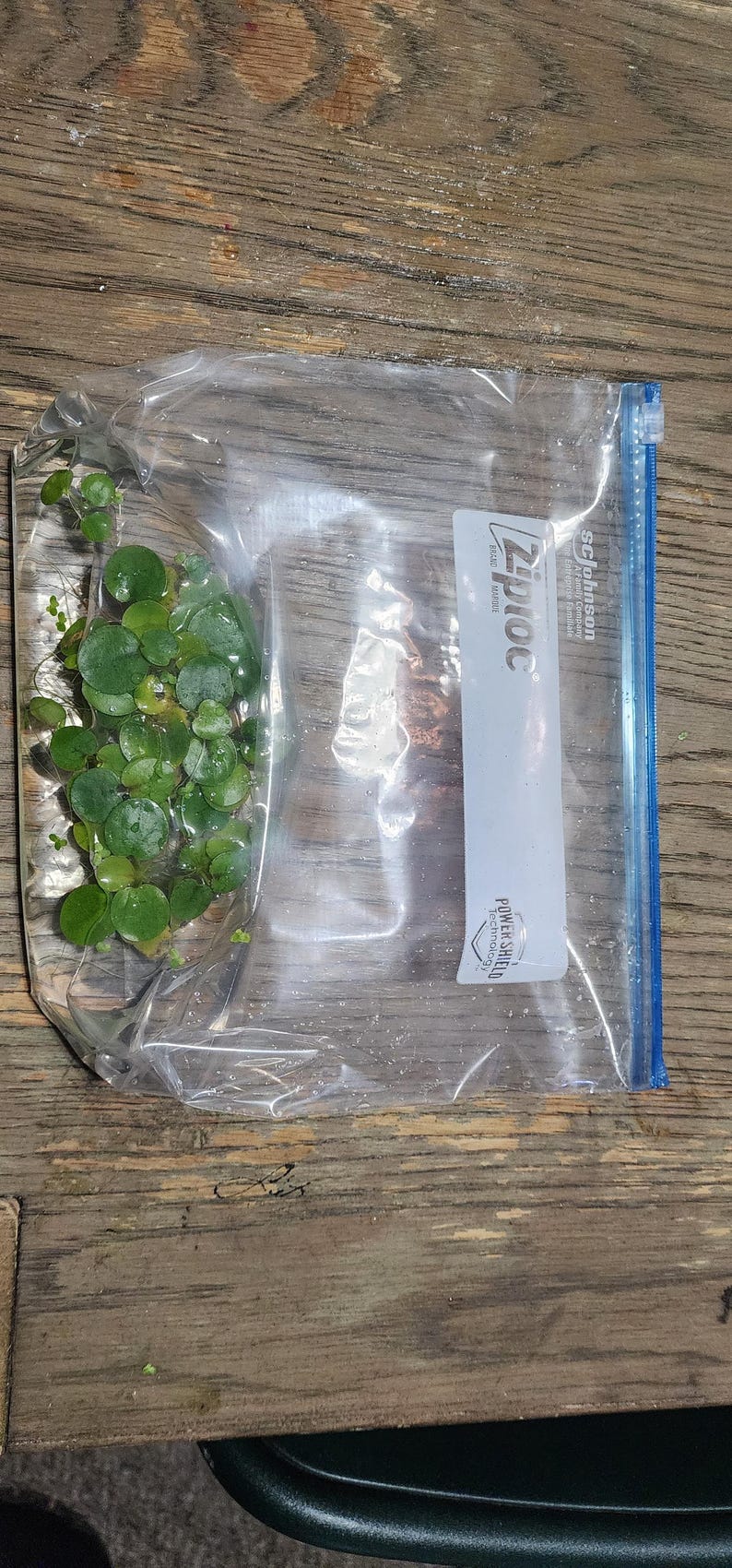 May include: A clear Ziploc bag containing aquatic plants with small, round, green leaves. The bag is sealed with a blue zip and rests on a wooden surface. The Ziploc logo is visible.