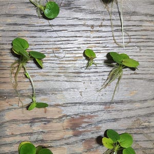 May include: A collection of small, vibrant green aquatic plants with circular leaves and fine roots, displayed on a weathered wooden surface. The plants are at different stages of development, highlighting their natural structure.