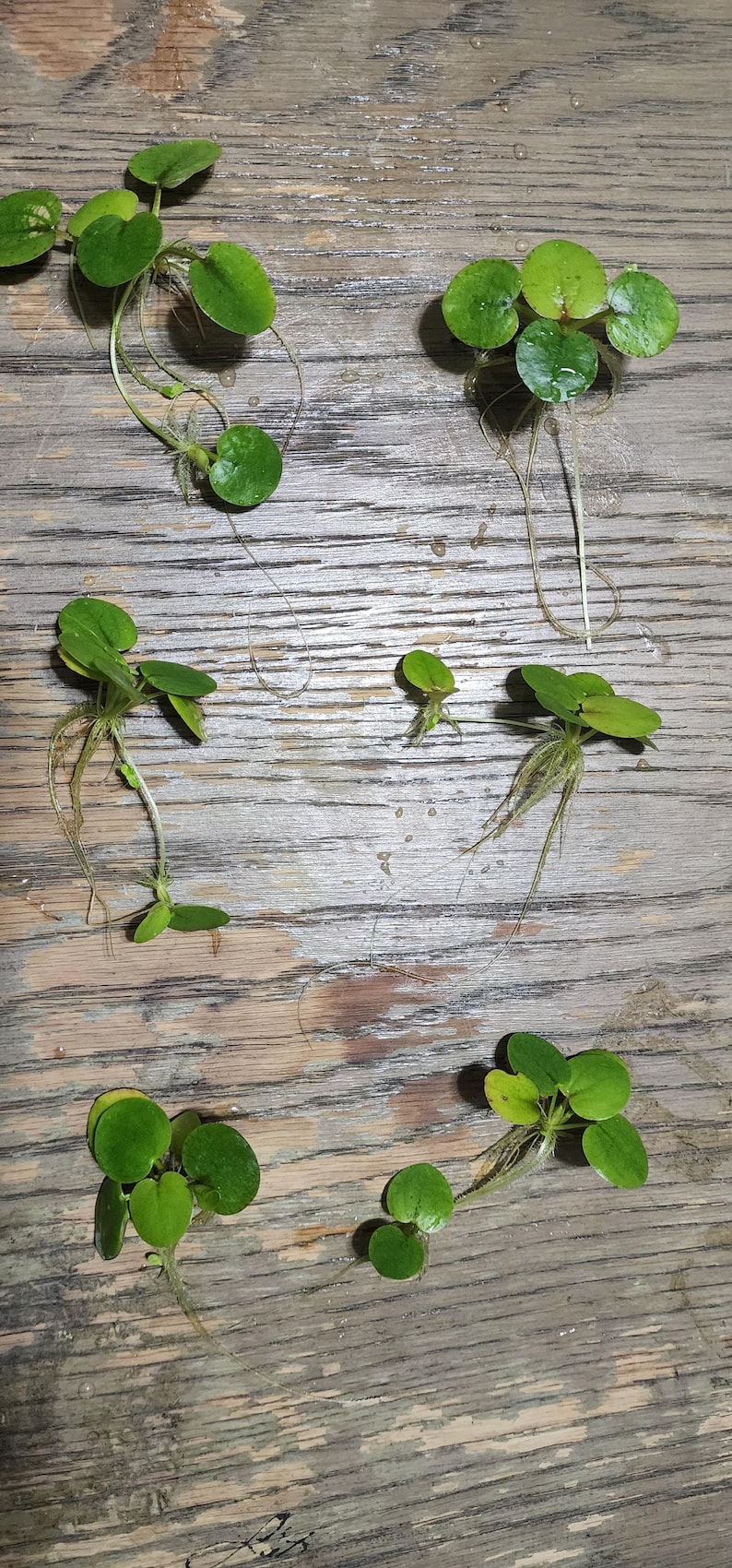 May include: A collection of small, vibrant green aquatic plants with circular leaves and fine roots, displayed on a weathered wooden surface. The plants are at different stages of development, highlighting their natural structure.