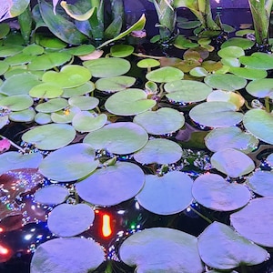 May include: A close-up view of a water garden with lily pads. The lily pads are various shades of green and blue, floating on the water's surface. The water reflects colorful lights, creating a vibrant and serene scene.