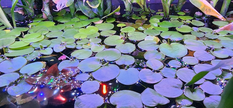 May include: A water garden scene featuring lily pads in shades of green and blue. The pads float on the water, which reflects colourful lights. The image creates a tranquil and vibrant atmosphere.