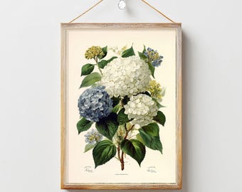 Estampado de hortensia azul, pintura otoñal, decoración floral para el hogar, casa de campo francesa, ilustración botánica, arte mural con flores blancas