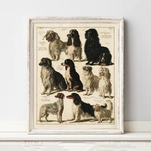 May include: A framed vintage-style print featuring a collection of various dog breeds in shades of black, brown, white, and grey. The artwork displays multiple canine figures arranged in a grid-like composition, each accompanied by small, handwritten-style text labels in a classic, antique aesthetic.
