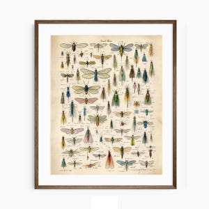 Fiskartryck Vintage flugfiske insektstryck Antik illustration Öring flugdiagram Väggkonst Rustik stuga Fiskeredskap Sjöhusdekor