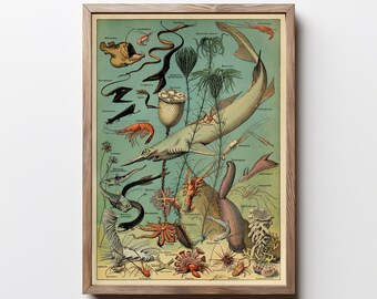 Impressions de poissons poisson Art maison de plage oeuvre d'art antique Sealife Illustration décoration aquatique océan vie marine Art mural 5 x 7 téléchargement numérique