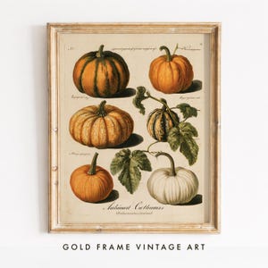 May include: A framed botanical print featuring six pumpkins in various shades of orange, green, and white, with green leaves and vines. The print includes handwritten-style text labels and the title "Maximus Crottimurs" in a classic serif font.