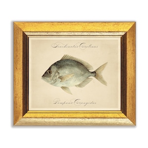 Impressões de peixes, arte de peixes, arte de casa de praia para impressão, ilustração antiga de vida marinha, decoração aquática para casa, arte de parede de vida marinha para impressão