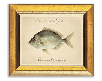 Impressions de poissons, art de poisson, oeuvre d'art imprimable maison de plage, illustration de la vie marine antique, décoration aquatique, art mural imprimable vie marine océan