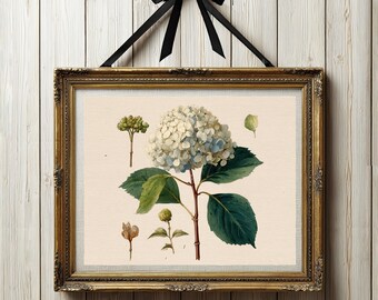 Blue Hydrangea Flower Print, Vintage Botanical Illustration, Green Floral Home Decor, Cottagecore Farmhouse Wall Art, Digital Art Download