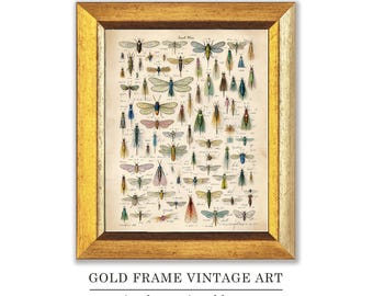 Impression Vintage – Mouches Pour Pêche à La Truite, Art Mural Galerie 4213u