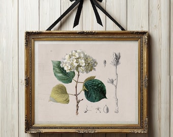 Hydrangea Flower Print, Vintage Botanical Illustration, Green Floral Home Decor, French Country Farmhouse Wall Art, Digital Art Download