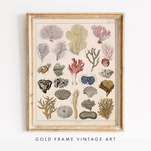 Könnte beinhalten: Ein gerahmter wissenschaftlicher Druck im Vintage-Stil mit einer Sammlung verschiedener Korallen- und Meereslebewesen-Illustrationen in Rosa-, Gelb-, Braun- und Blautönen auf cremefarbenem Hintergrund in einem strukturierten goldfarbenen Holzrahmen.